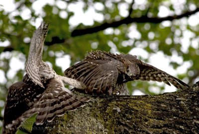 pervier de Cooper ( juv ) / Coopers Hawk ( juv )