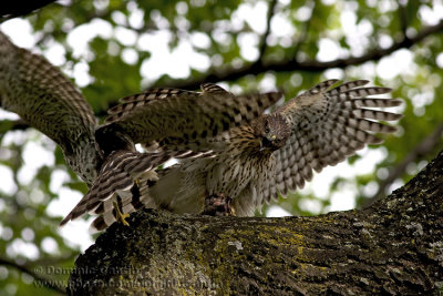 pervier de Cooper ( juv ) / Cooper's Hawk ( juv )