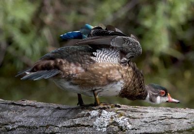 Canard Branchu / Wood Duck