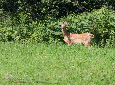 Cerf de Virginie ( juv ) / White-tailed Deer ( juv )