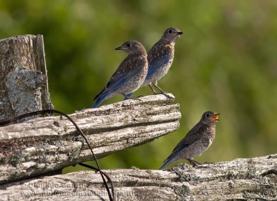 Merlebleus de l'Est / Eastern Bluebirds