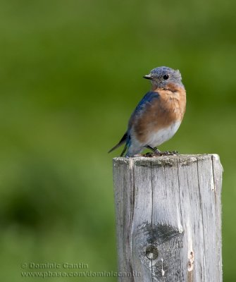 Merlebleu de l'Est / Eastern Bluebird