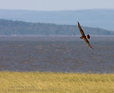 Busard Saint-Martin / Northern Harrier