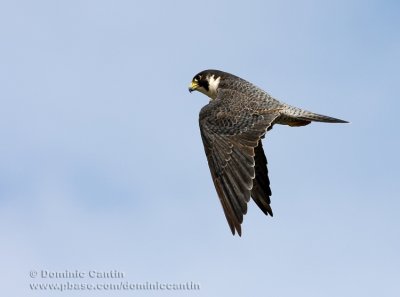 Faucon Pèlerin / Peregrine Falcon