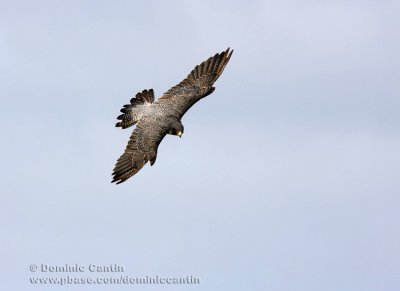 Faucon Pèlerin / Peregrine Falcon