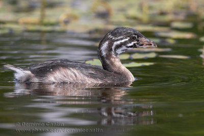 Grbe EBec BigarrE(juv) / Pied-billed Grebe (juv)