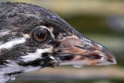 Grbe EBec BigarrE(juv) / Pied-billed Grebe (juv)