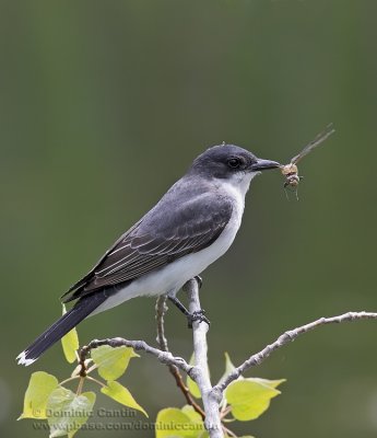 Tyran Tritri / Eastern Kingbird