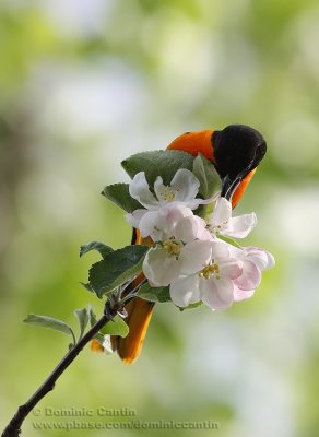 Oriole de Baltimore / Baltimore Oriole