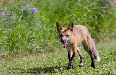 Renard roux  / Red fox