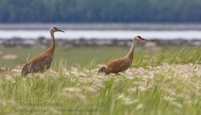 Grues du Canada / Sandhill Crane