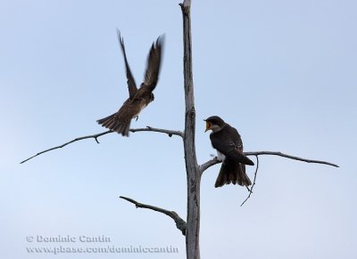 Hirondelles bicolores ( juv ) / Tree Swallow ( juv )