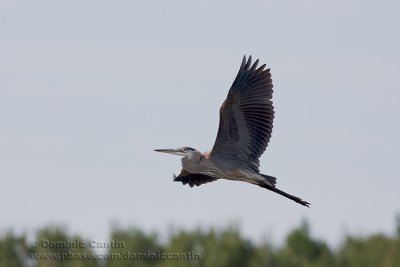 Grand Hron / Great Blue Heron