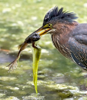 Hron Vert ( juv ) / Green Heron ( juv )