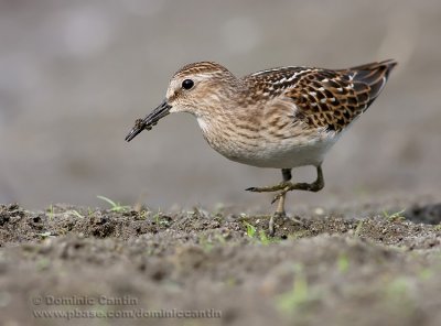 Bcasseau minuscule / Least Sandpiper