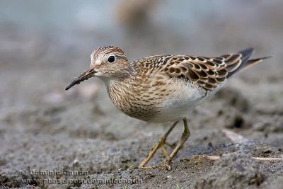 Bcasseau Epoitrine cendre / Pectoral Sandpiper