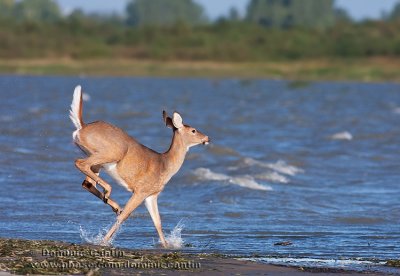 Cerf de Virginie / White-tailed deer