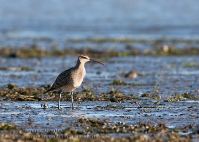 Courlis corlieu / Whimbrel