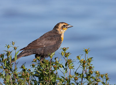 Carouge �ETête Jaune (juv) / Yellow-headed Blackbird (juv)