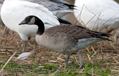 Bernache de Hutchins / Cackling Goose