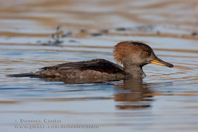 Harle couronnE(fem) / Hooded Merganser (fem)