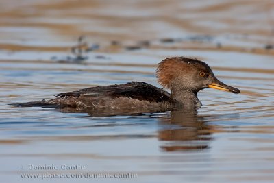 Harle couronnE(fem)  /  Hooded Merganser (fem)