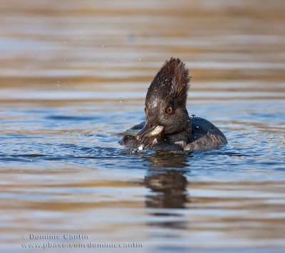 Harle couronn(fem) / Hooded Merganser (fem)