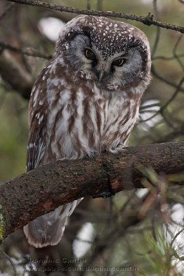 Nyctale de Tengmalm  /  Boreal Owl  ( 1/2 )