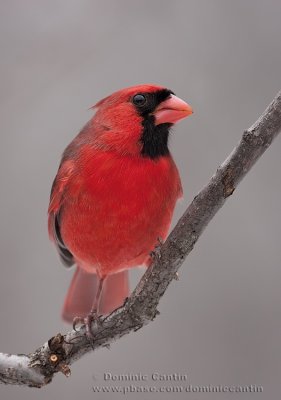 Cardinal rouge  /  Northern Cardinal