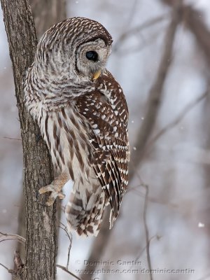 Chouette Rayée / Barred Owl