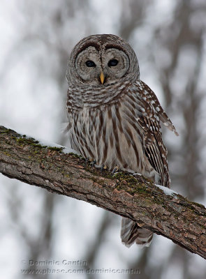 Chouette Raye / Barred Owl