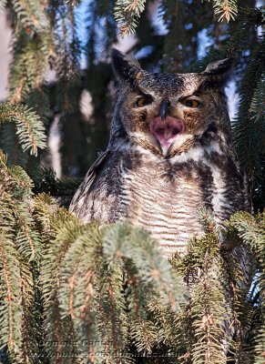 Grand-duc d’Amérique / Great horned Owl