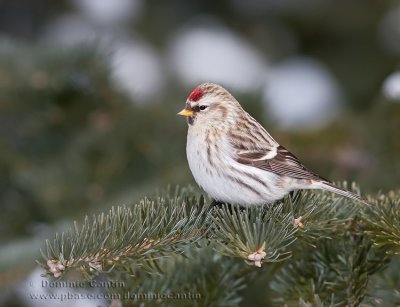 Sizerin blanchtre / Hoary Redpoll