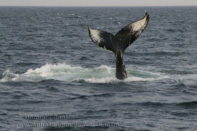 Plaisirs d'une baleine  bosse / Humpback Whale Fun