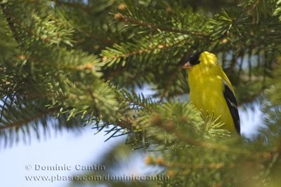 Chardonneret jaune / American Goldfinch