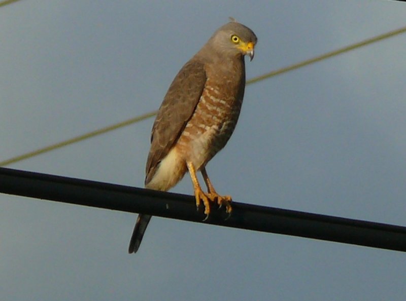 Roadside Hawk Buteo magnirostris cayo district Belize_2-10-2009 55.JPG