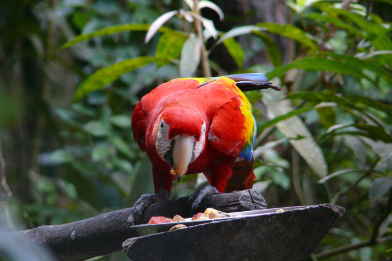 Scarlet Macaw Belize Zoo Belize District 2-18-2009 21.JPG