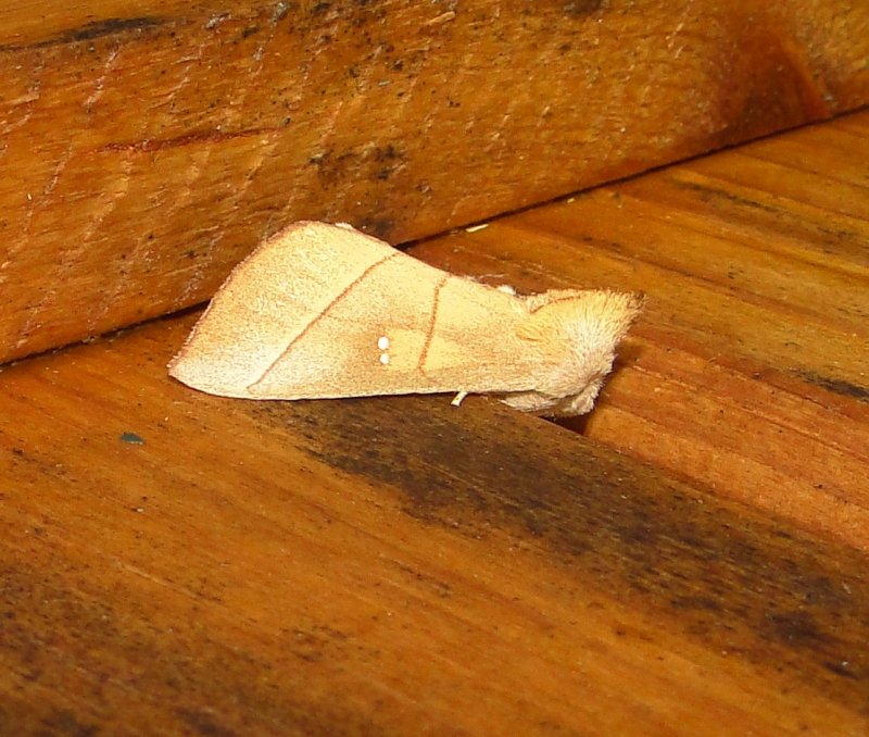 7915 -- White-dotted Prominent Moth -- Nadata gibbosa Athol 7-8-2010.JPG