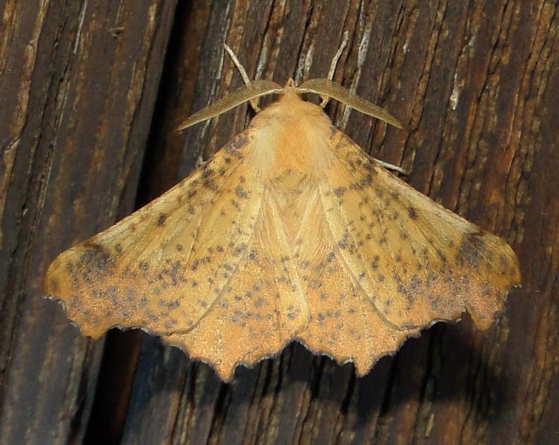 6797 Maple Spanworm Moth Ennomos magnaria 9-1-2010 Athol Ma .JPG