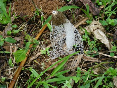 Phallus indusiatus the Netted Stinkhorn Cockscomb Jaguar Reserve Belize 2-12-2009 3.JPG