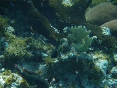 Smithsonian Caye Stann Creek District Belize_2-13-2009 20.JPG