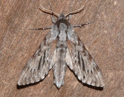 7817  Northern Pine Sphinx Moth  Lapara bombycoides-Athol 6-13-2009 1.JPG