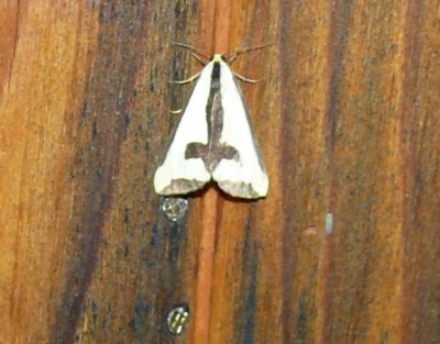 8107  Haploa clymene Athol Ma_ 8-6-2009 2.JPG