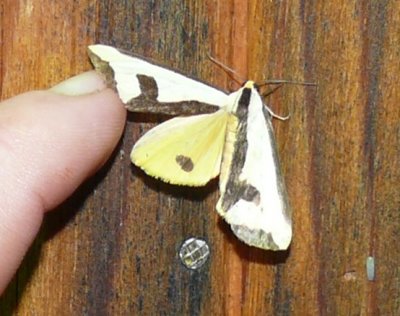 Haploa Species