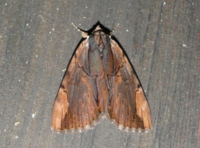 8857 -- Ultronia Underwing Moth -- Catocala ultronia 3 Athol Ma 8-18-2009.JPG