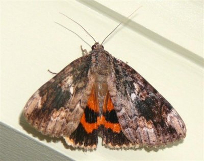 8770  Catocala innubens 9-28-20091.JPG