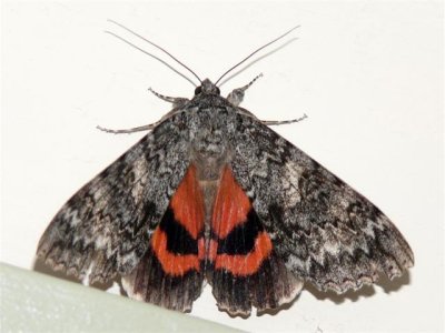 8805 -- Once-married Underwing Moth -- Catocala unijuga  640x480.jpg