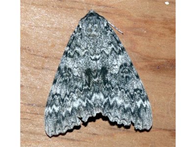 8805 - Once-married Underwing Moth Catocala unijuga Athol Ma 9-26-2009 640x480.jpg