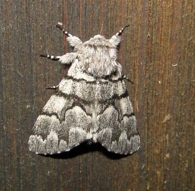 9182 - Eastern Panthea Moth Panthea furcilla Athol 6-7-2010.JPG