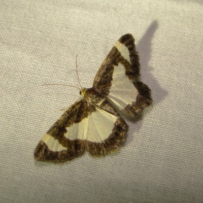 6261 -- Common Spring Moth -- Heliomata cycladata Mothball 6-19-2010.JPG
